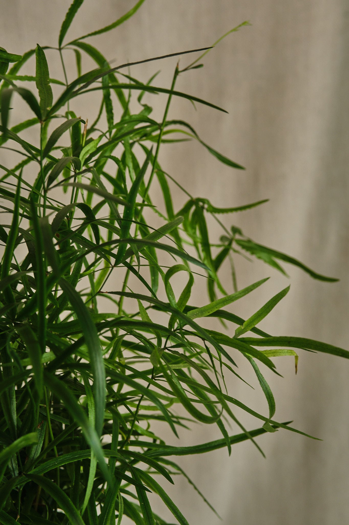 Asparagus Falcatus Fern - Indoor House Plant for Home, Office, and Garden Decor - Easy Care Air Purifying Plant
