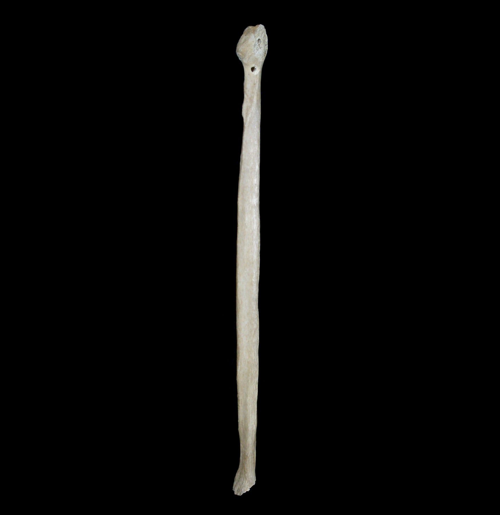 Human Fibula Bone Model - Anatomical Skeleton Study Tool for Medical Students & Doctors | Perfect for Classroom, Lab & Medical Training