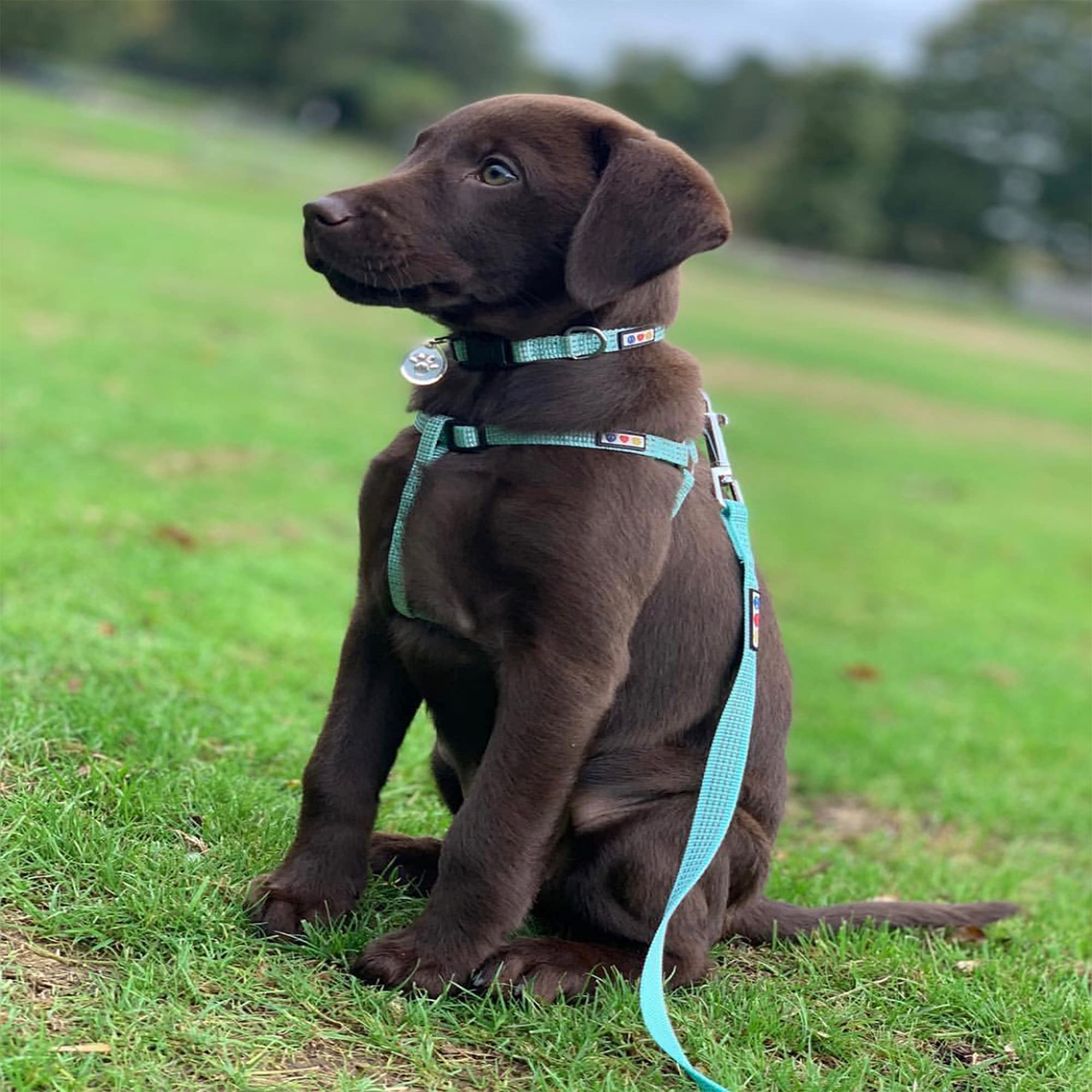 Pawtitas Reflective Dog Harness, Collar & Leash Set - Small & XS Sizes, Blue - Perfect for Night Walks, Training & Outdoor Adventures
