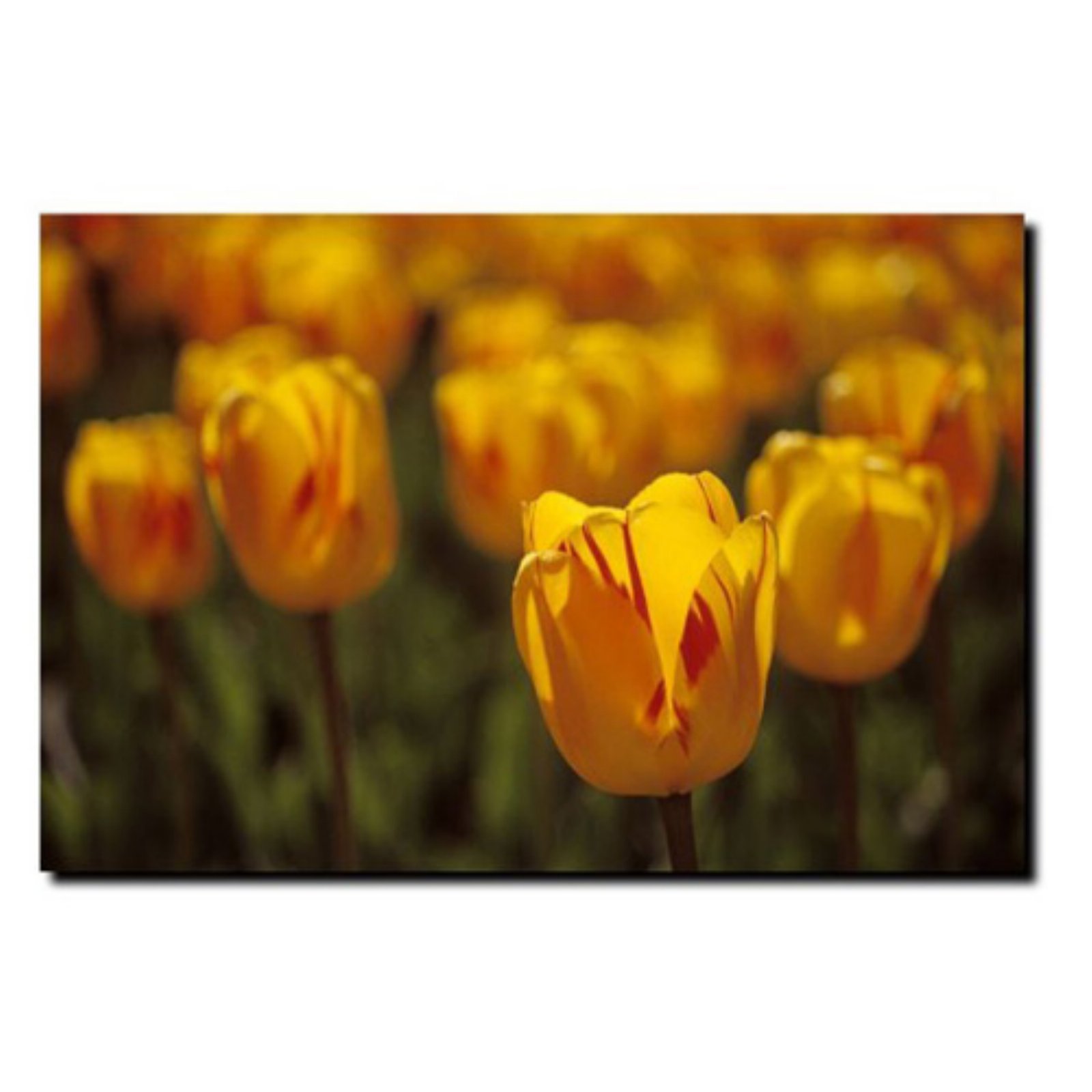 Tulips on Fire by Kurt Shaffer, 14x19-Inch Floral Canvas Wall Art for Living Room, Bedroom & Office Decor