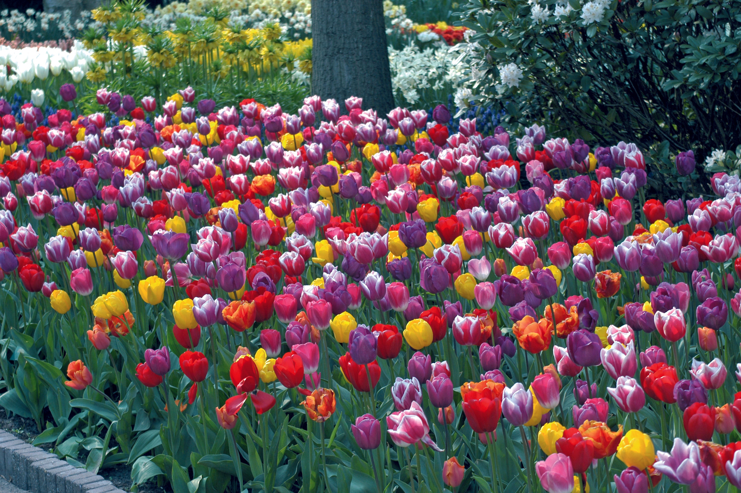 Tulip Blend Mixture Warm Welcome 24307212 - Premium Flower Seeds for Vibrant Spring Gardens, Perfect for Home Landscaping & Outdoor Decor
