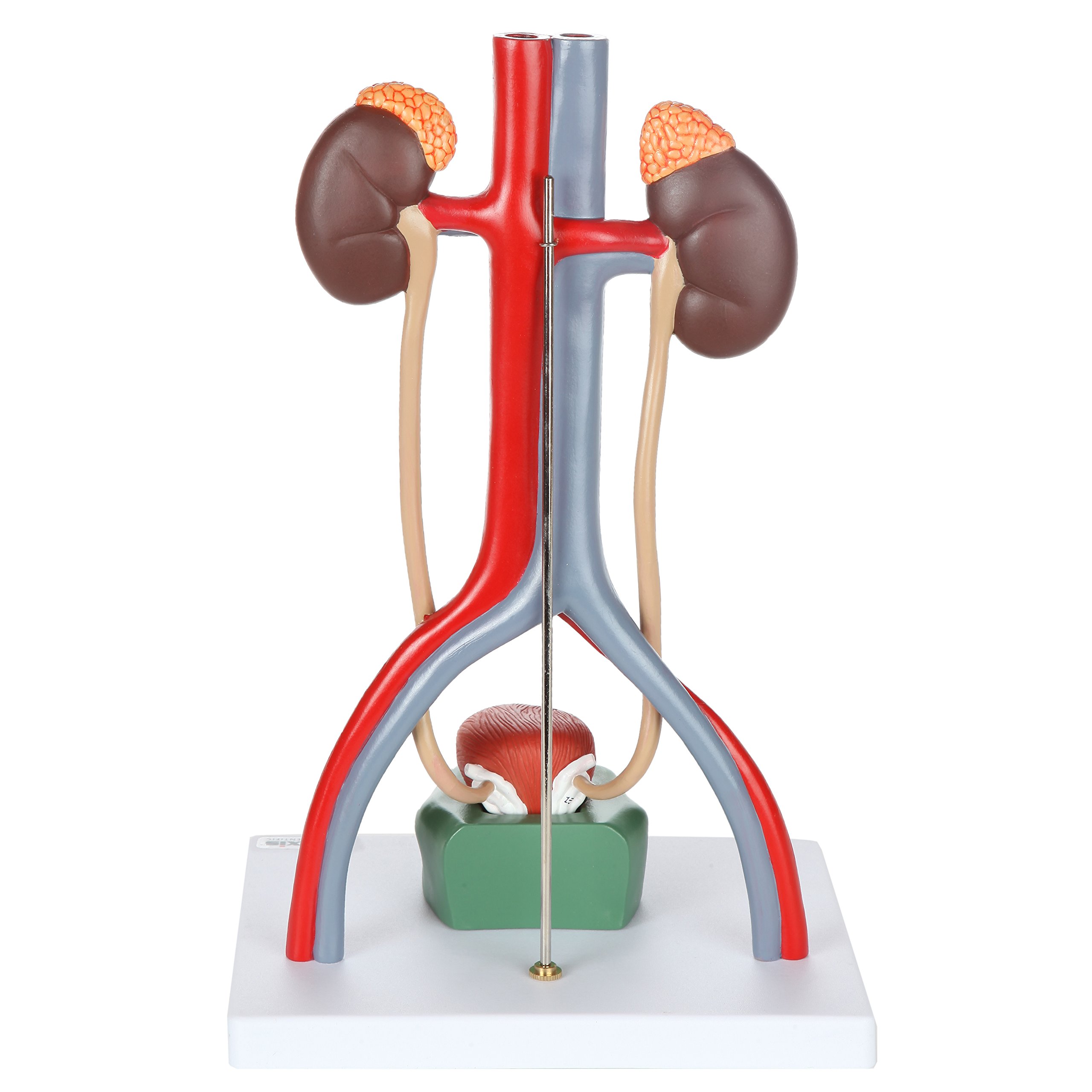 Axis Scientific Male Urinary System Anatomy Model - Detailed Kidneys with Adrenal Glands, Ureters & Bladder - Includes Instruction Manual - Perfect for Medical Students, Doctors & Biology Classrooms
