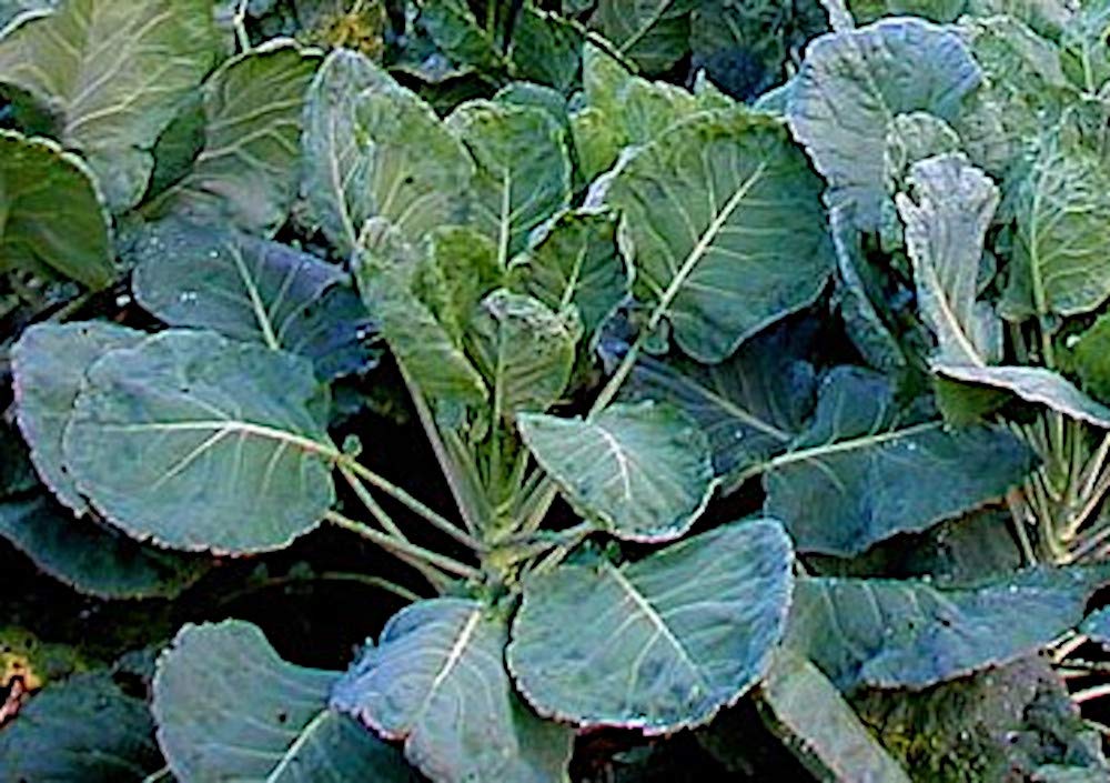 Georgia Southern Creole Collard Greens Seeds - Heirloom Non-GMO Vegetable Seeds for Home Garden, Cooking & Southern Cuisine