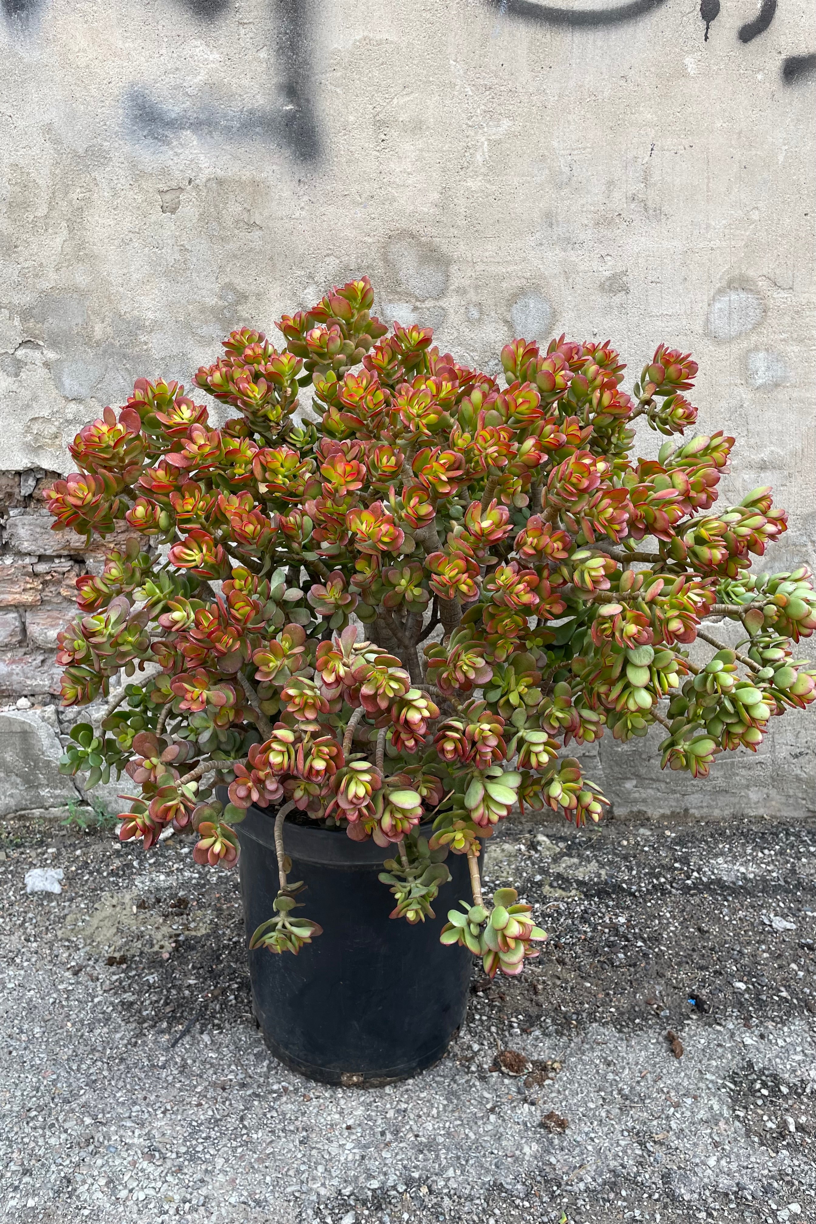 Crassula Ovata 'Crosby' Jade Plant - 14cm Succulent for Home Decor, Office Desk, and Indoor Gardening | Perfect Gift for Plant Lovers