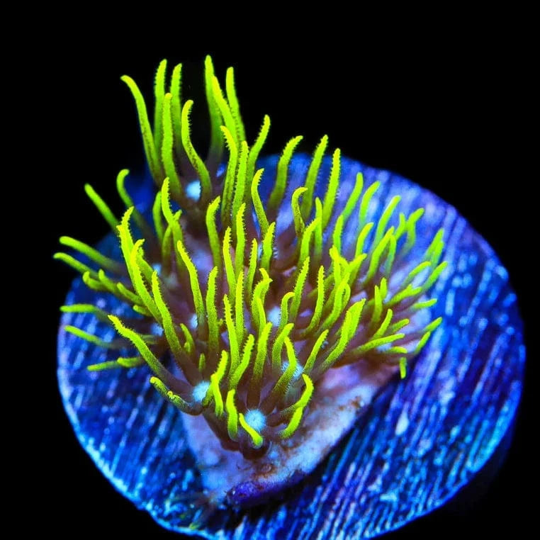 Blue Eye Green Star Polyps Coral - Live Saltwater Aquarium Coral for Reef Tanks | Perfect for Beginners & Marine Enthusiasts | Enhances Underwater Scenery & Biodiversity