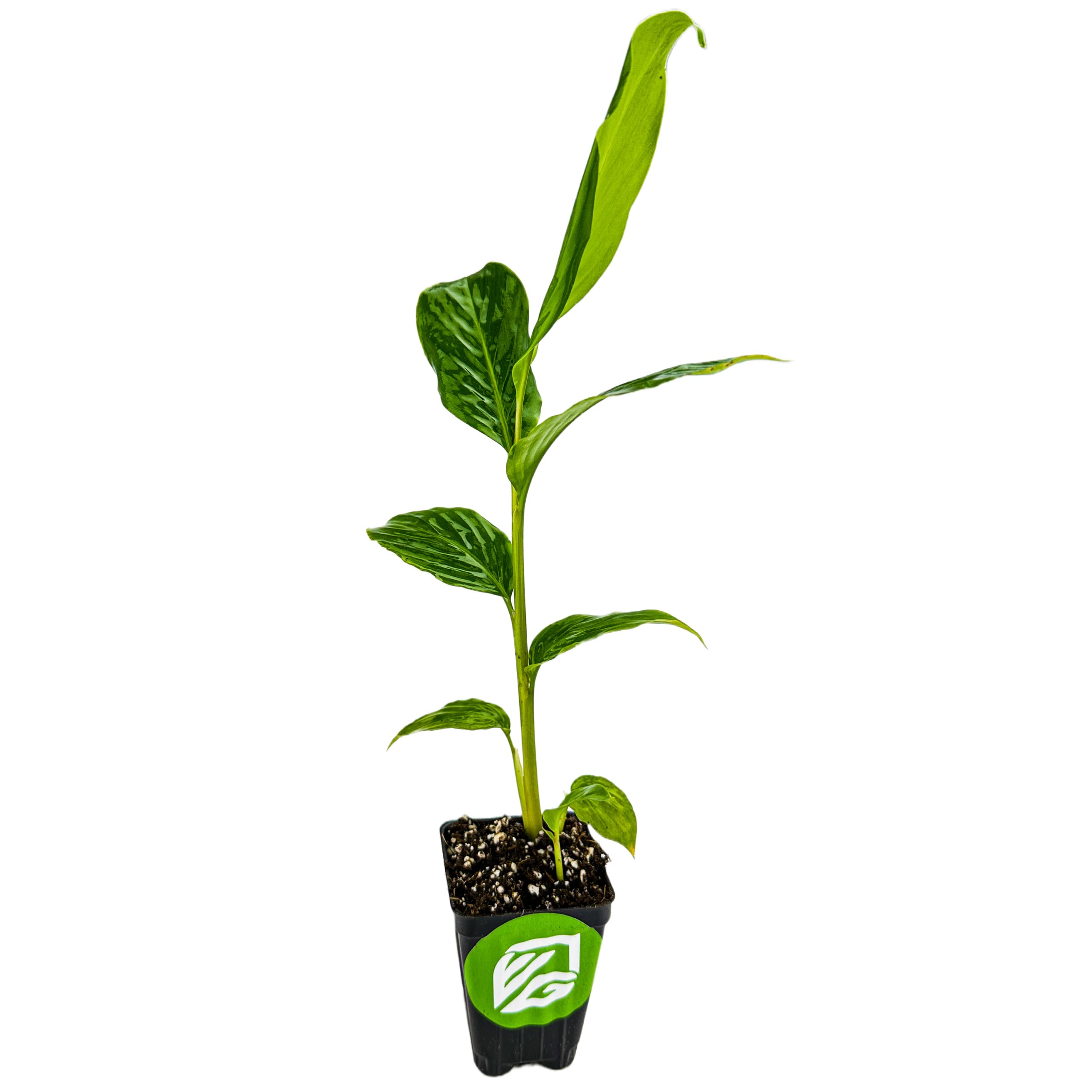 Dwarf Red Ginger Live Plant (Alpinia purpurata) - Premium Tropical Indoor & Outdoor Plant by Wellspring Gardens - Perfect for Garden Decor, Ginger Plant Collections, and Landscaping - Ideal for Patios, Balconies, and Tropical Gardens