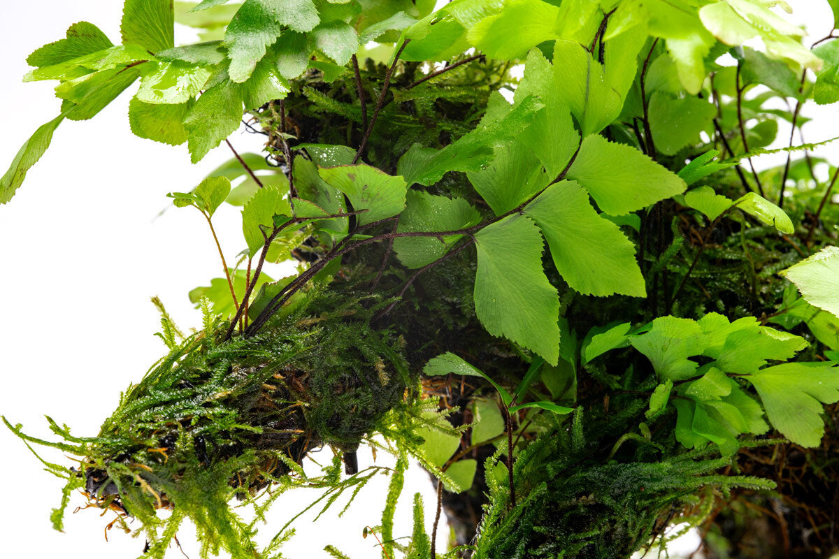 Adiantum Capillus Veneris & Moss Driftwood - Natural Decorative Wood for Aquariums, Terrariums & Home Decor