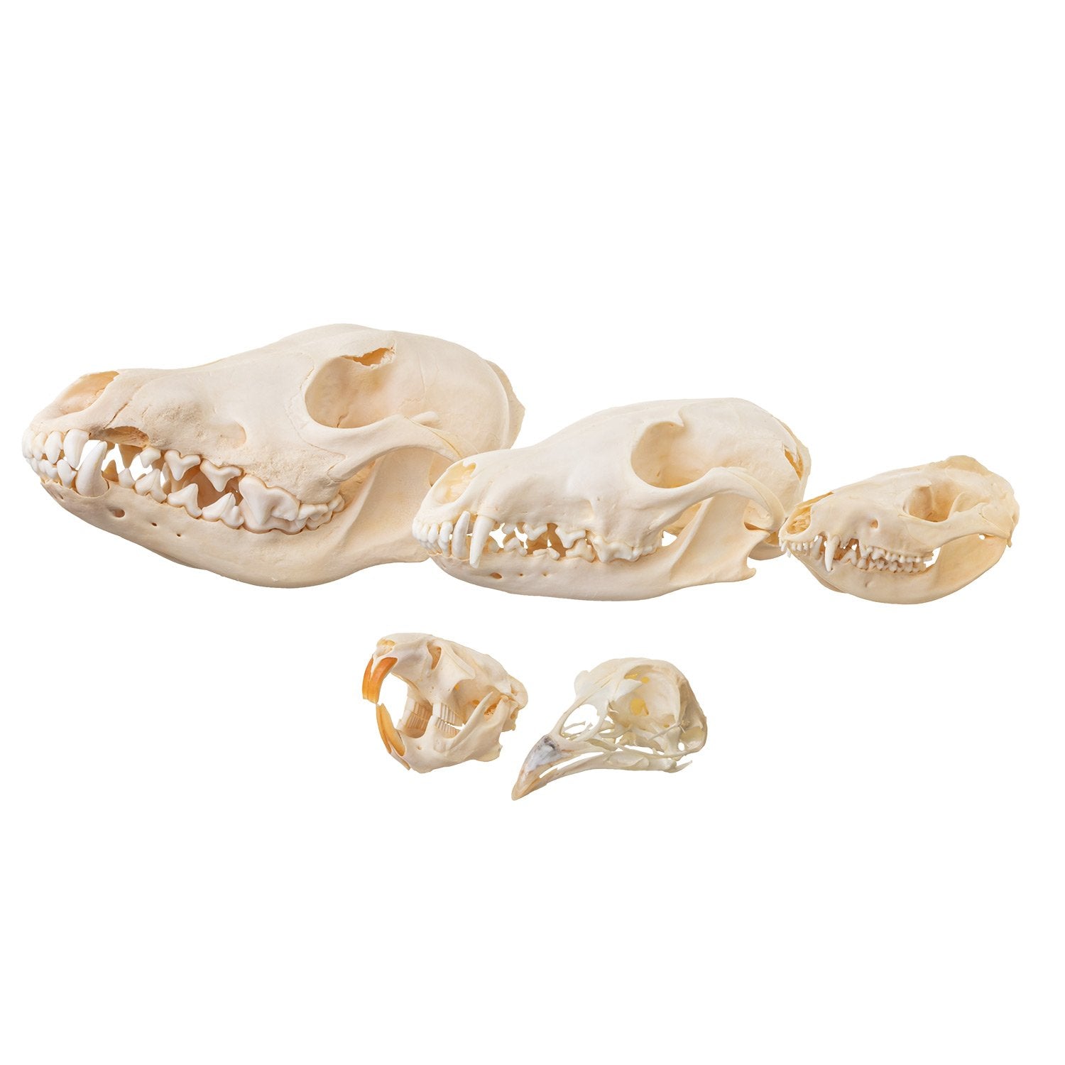Real Human Skull Model for Anatomy Study - Accurate Dietary Comparison & Medical Education Tool - Perfect for Classrooms, Labs & Halloween Decor