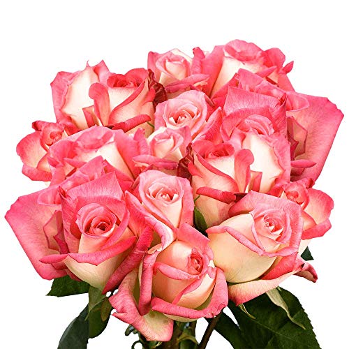250 Fresh Cut Cream Roses with Pink Tips - Laguna Roses Long Stem Fresh Flowers for Weddings, Anniversaries & Home Decor - Wholesale Bulk Flowers with Express Delivery