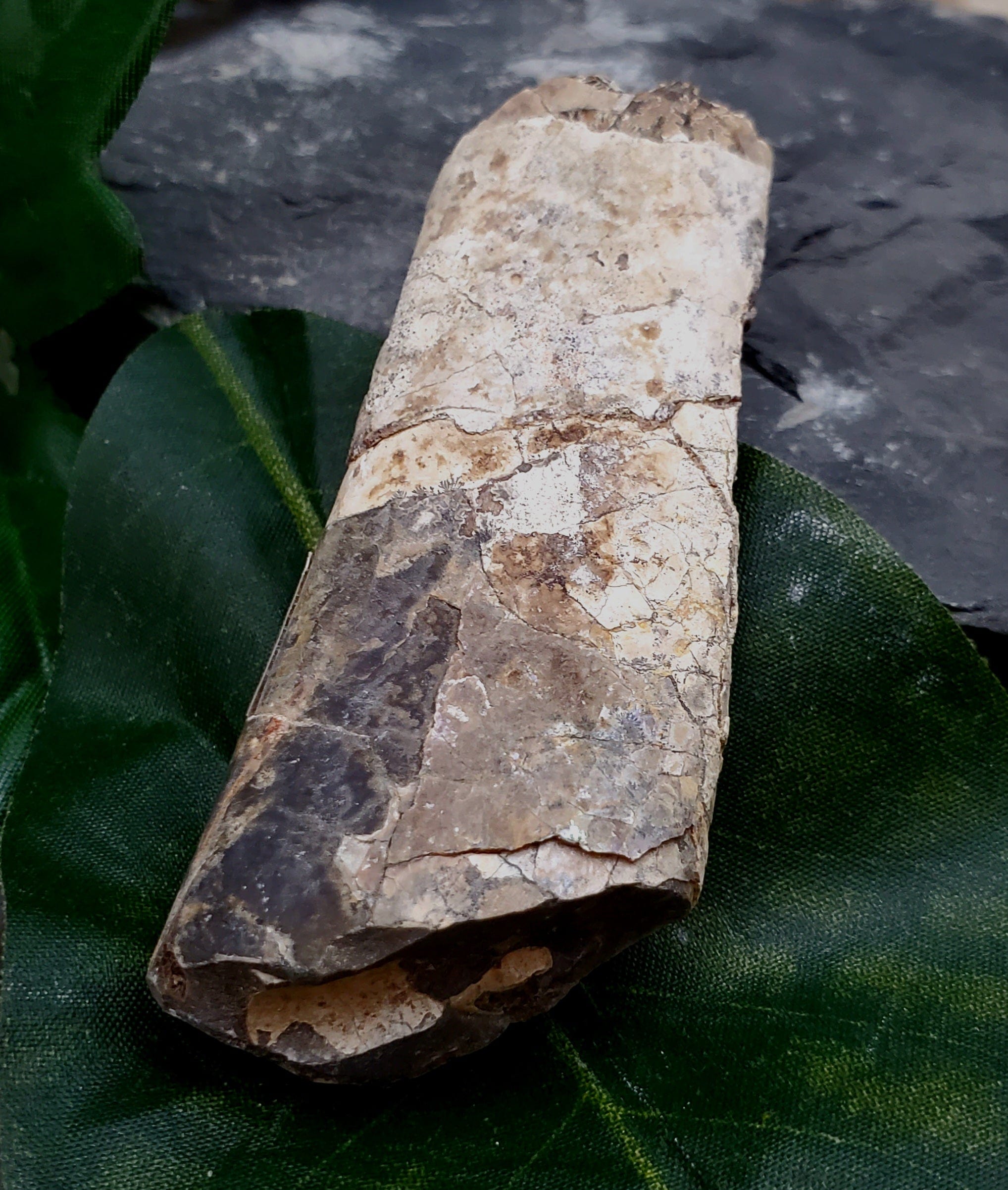 Authentic Baculite Fossil - Prehistoric Marine Cephalopod Specimen for Collectors & Decor - Perfect for Home Display, Classroom Education & Paleontology Enthusiasts