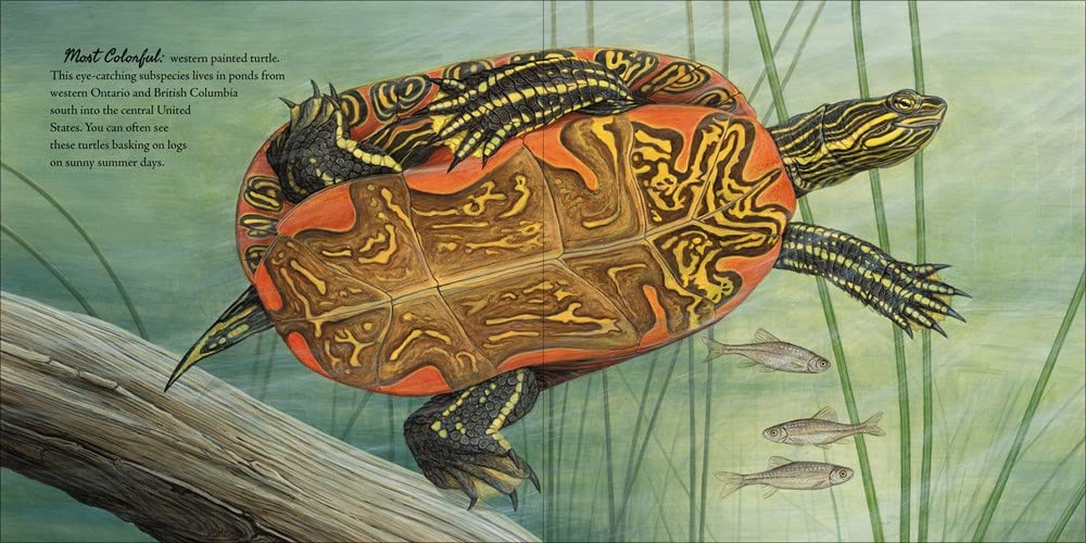 The Book of Turtles: Complete Guide to Turtle Species, Care & Facts - Perfect for Reptile Lovers, Pet Owners & Nature Enthusiasts