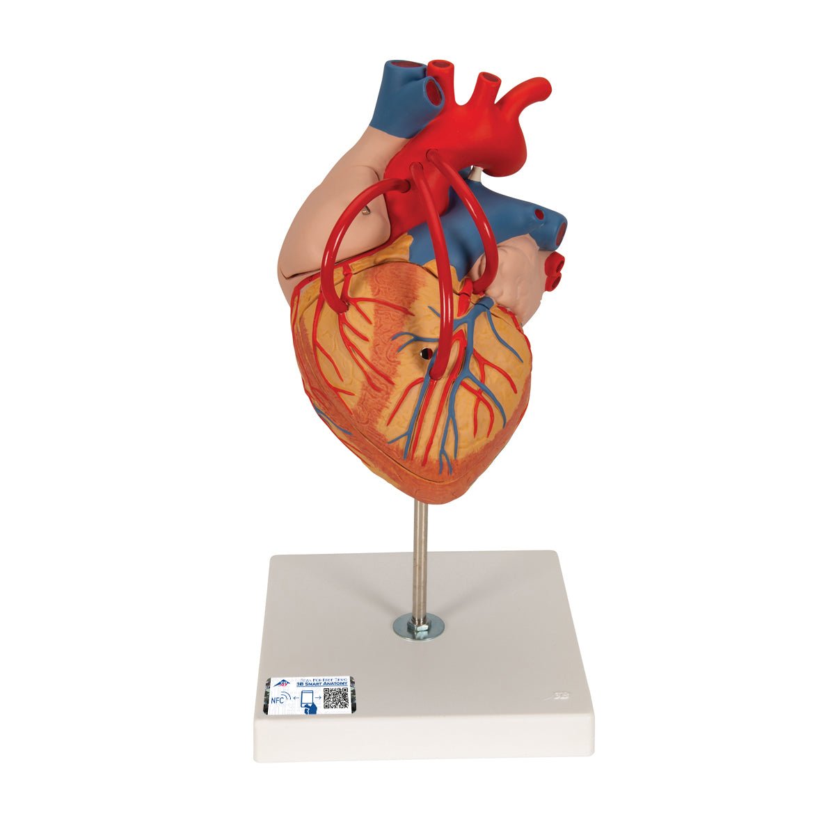 2X Life Size Human Heart Model with Venal Bypass - 4 Part Anatomical Heart for Medical Education & Classroom Demonstration