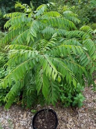 Organic Curry Leaf Plant (Murraya Koenigii) - Fresh Live Herb for Cooking, Ayurvedic Remedies & Home Gardening - Perfect for Indian Cuisine, Herbal Teas & Natural Health Benefits