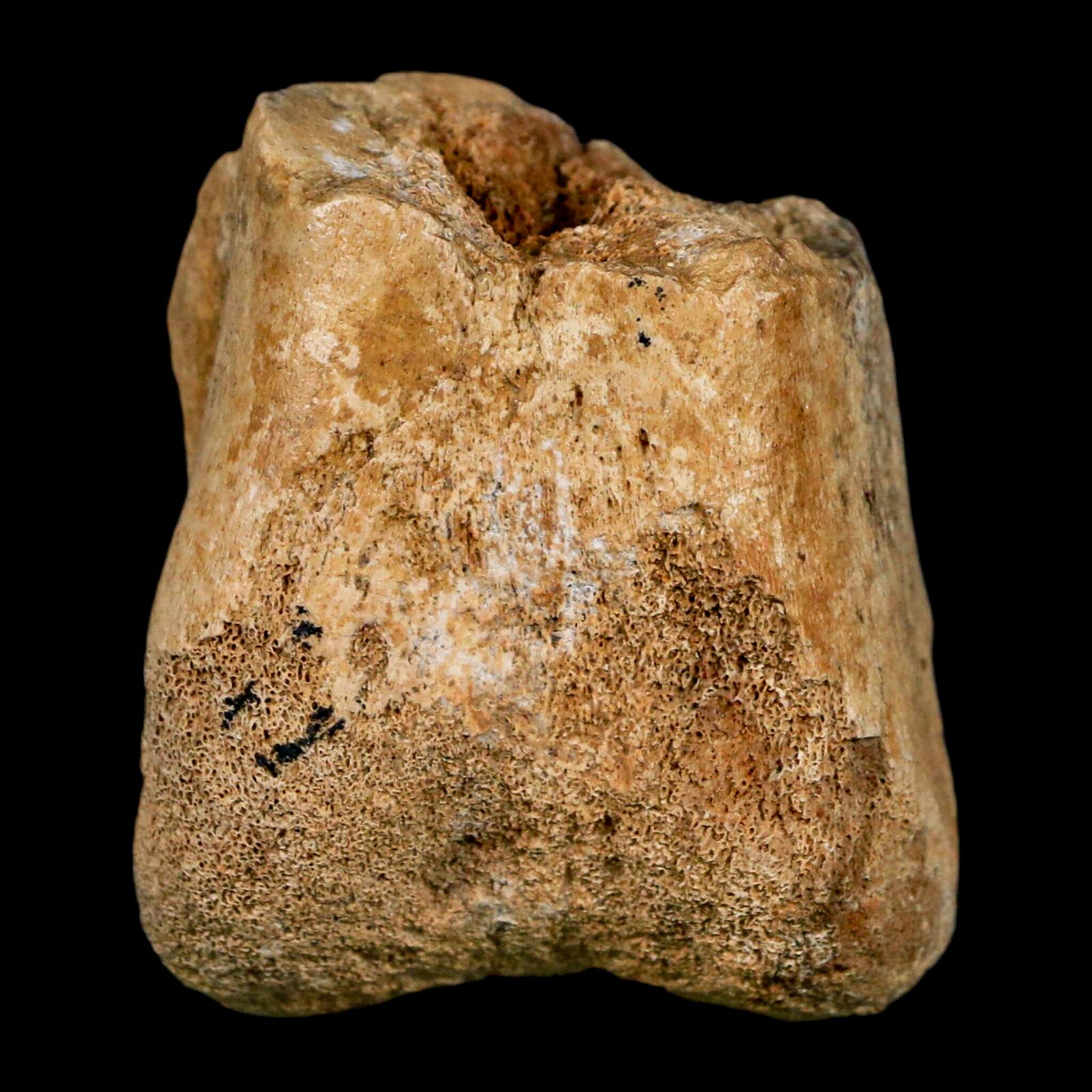 2 Authentic Hadrosaurus Fossil Femur Bone - Aguja Formation Texas, Dinosaur Fossil from Cretaceous Period with COA & Display Stand | Perfect for Paleontology Collectors, Museum Displays & Educational Use