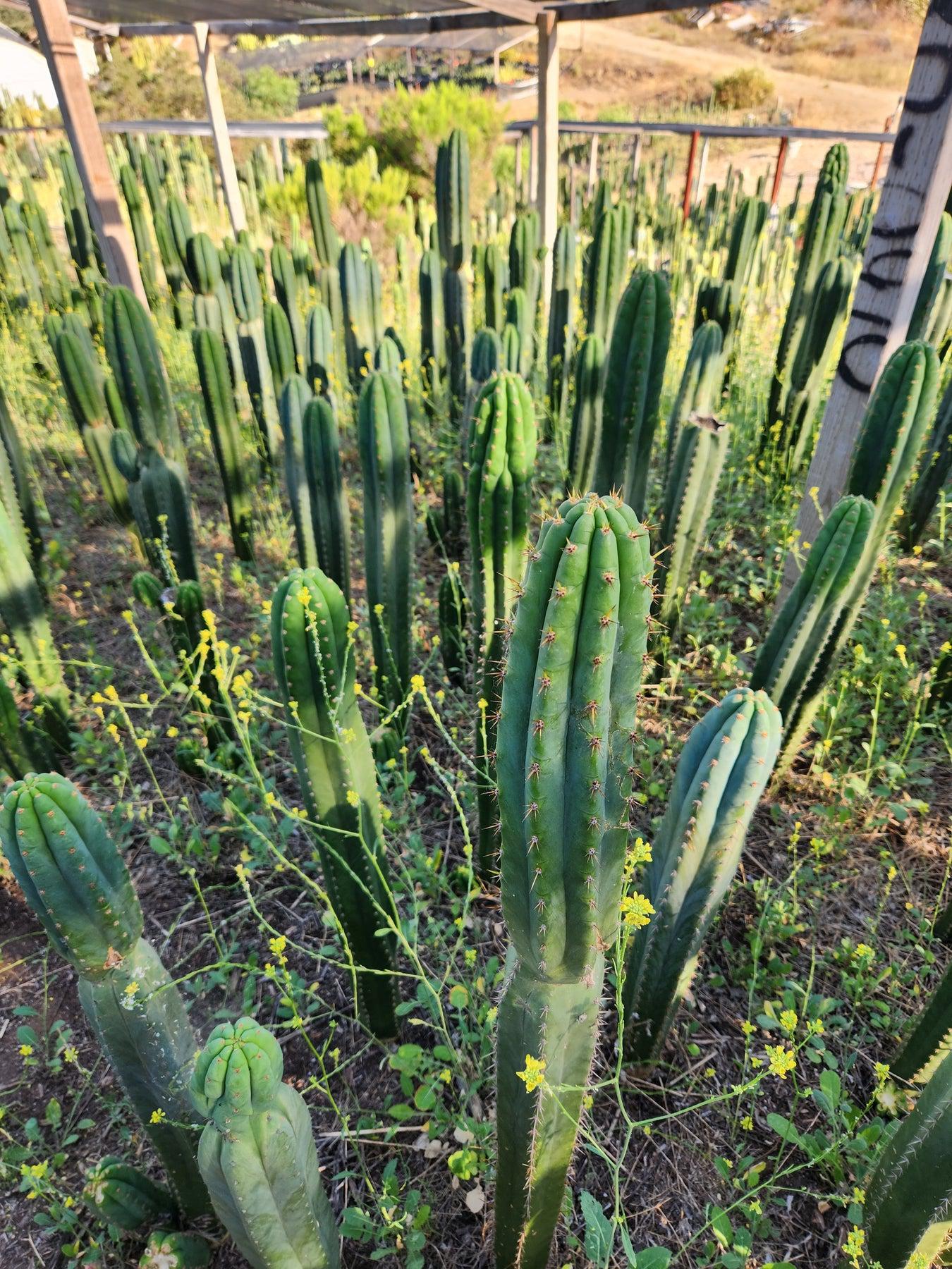 EC13 EXACT Trichocereus Pachanoi #46 Cactus - Live Potted Plant & Cuttings for Home Decor, Gardening, and Spiritual Ceremonies