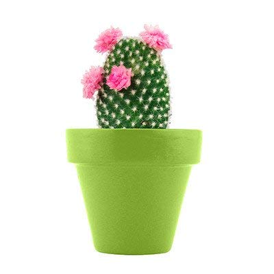 Spring Floral Mini Grow Pot Kit with Bonus BCL Exclusive Garden Fairy - Indoor/Outdoor Cactus & Plant Seeds for Home Gardening, Office Decor, Gift Ideas