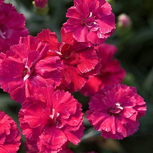 Frosty Fire Dianthus - 10 Live Plants - Dianthus Allwoodii - Fragrant Cold Hardy Perennial Groundcover for Borders, Rock Gardens & Containers