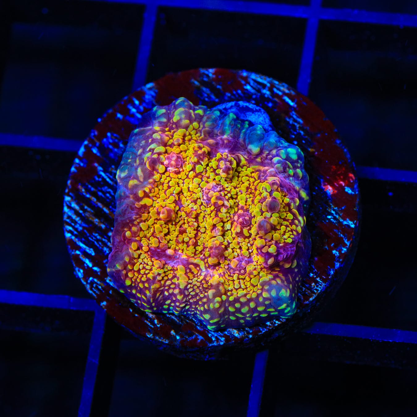 CB El Diablo Chalice Coral - Premium Live Coral for Saltwater Aquariums | Perfect for Reef Tanks, Coral Propagation & Marine Displays