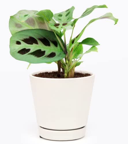 Maranta Green Prayer Plant