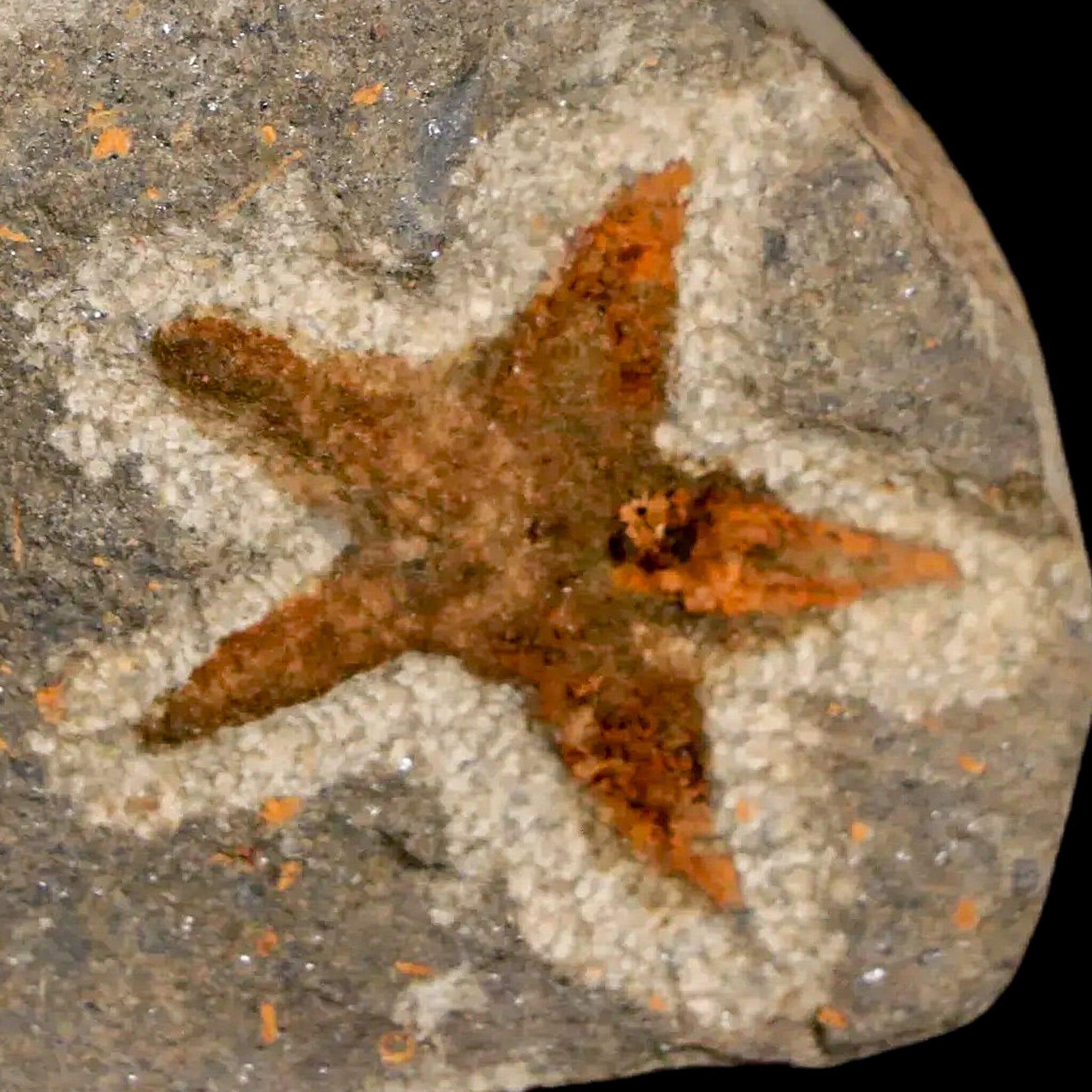 27MM Brittlestar Petraster Starfish Fossil - Ordovician Age Blekus Morocco with COA - Perfect for Collectors, Home Decor, and Educational Displays