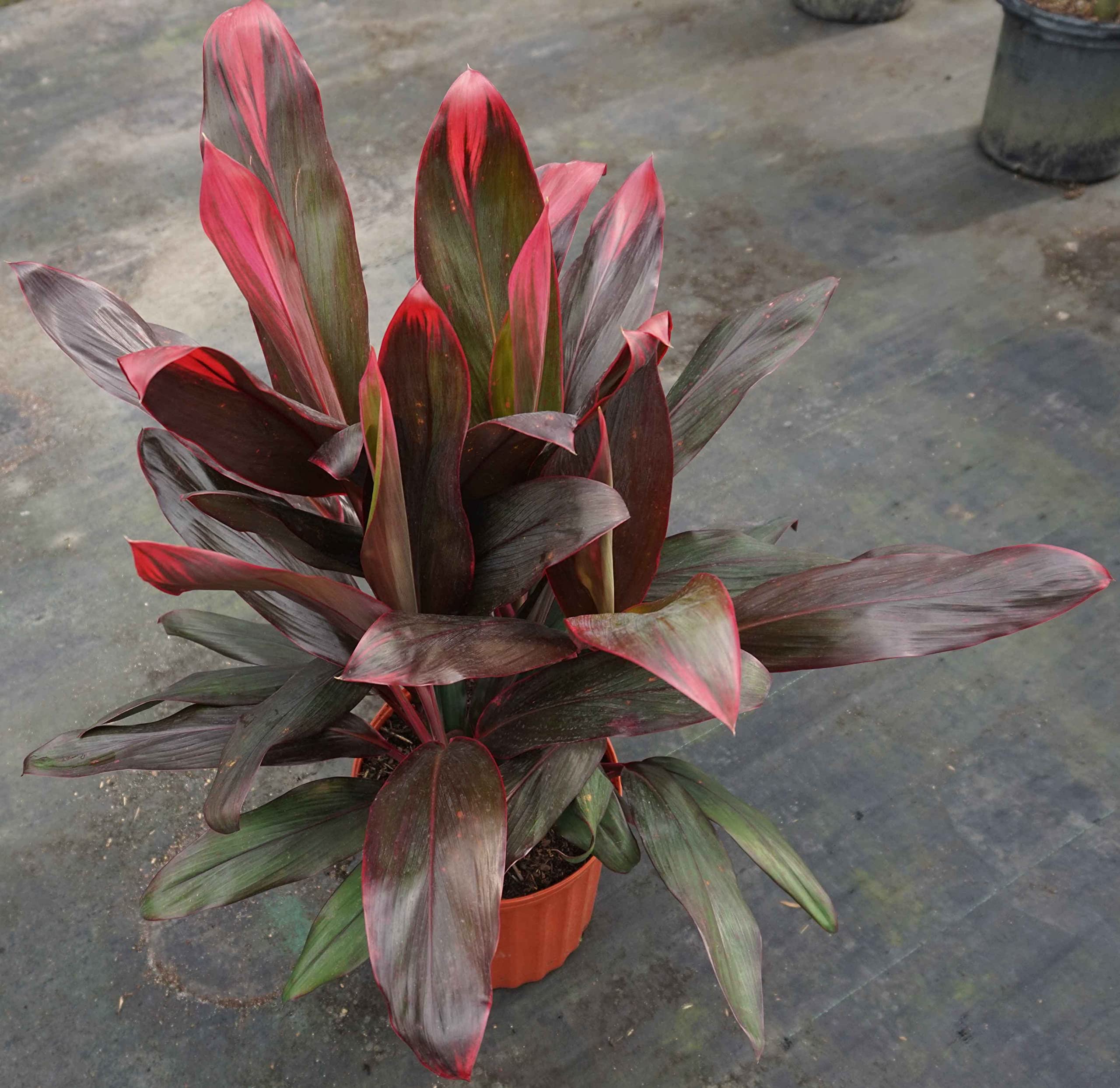 Florica Cordyle Plant - Live Ti Plant (Cordyline Fruticosa 'Florica') in 10