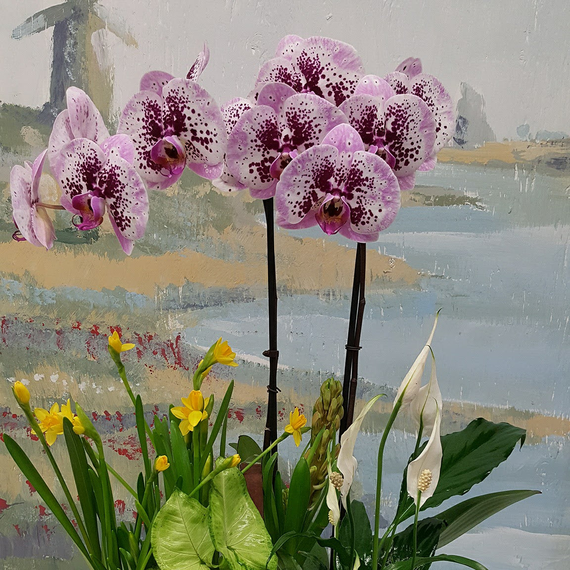 2 Luxury Purple Orchids Dish Garden - Elegant Home Decor for Living Room, Office & Gifts | Perfect for Housewarming, Birthday & Anniversary