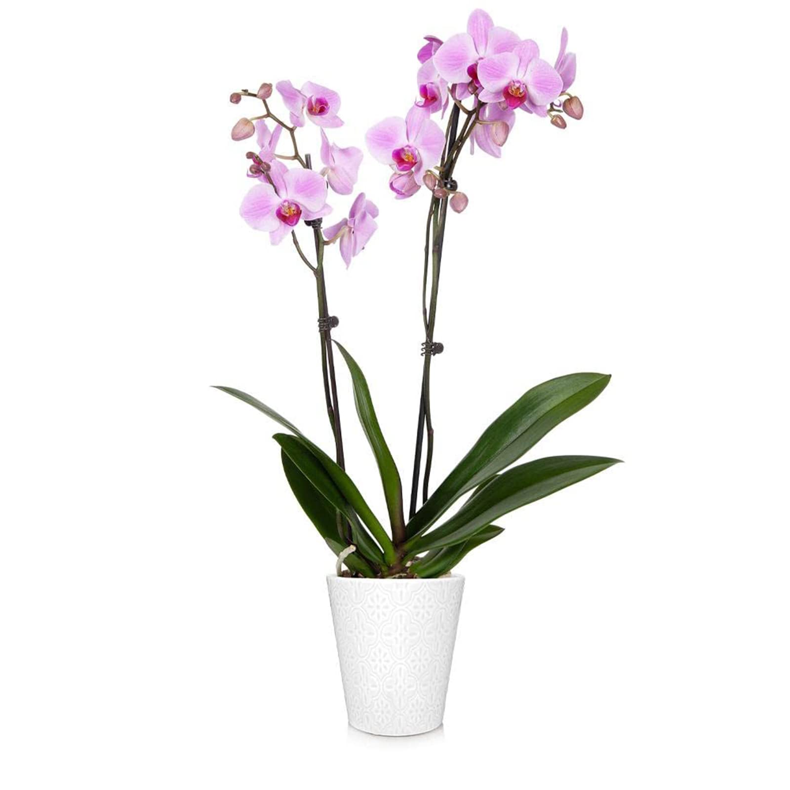 Brighter Blooms Pink Orchid Plant in White Savannah Pot - Stunning Indoor Flowering Plant for Home & Office Decor | Perfect Gift for Housewarming, Birthday & Mother's Day