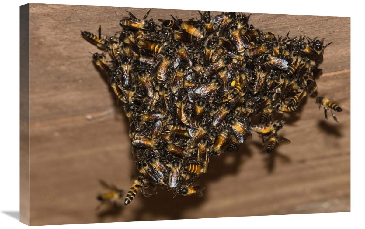 Global Gallery Bee Swarm on Wooden Ceiling Canvas Art Print - 30x20 Inches - Indian Wall Decor for Living Room, Bedroom & Office