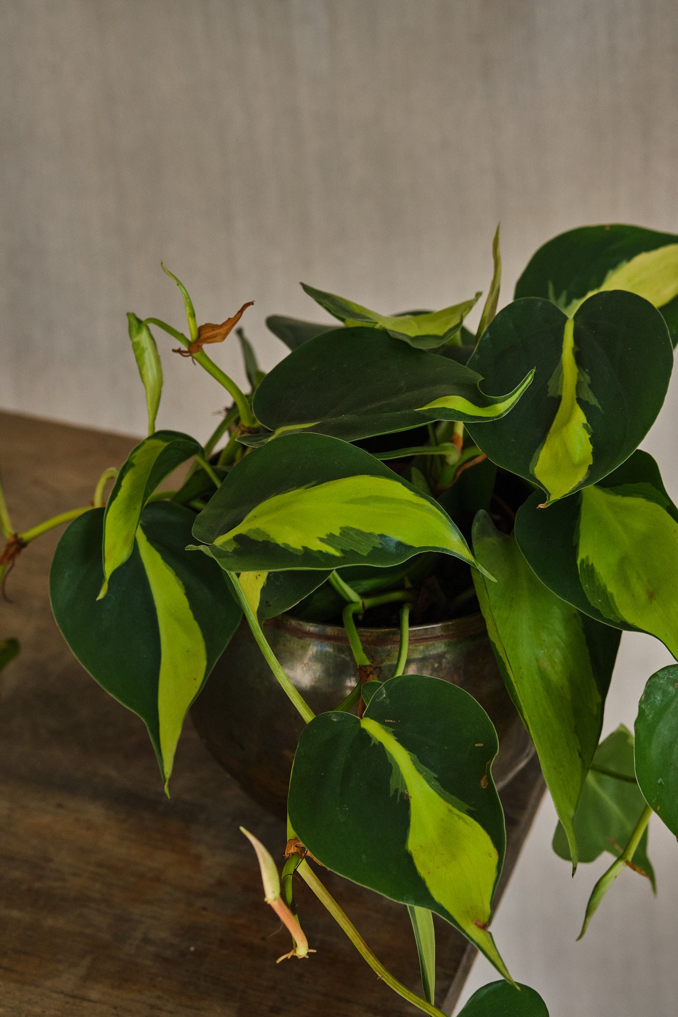 Philodendron Scandens Brasil - Heartleaf Philodendron Live Plant for Indoor Home Decor, Office, and Garden | Easy Care Houseplant for Beginners