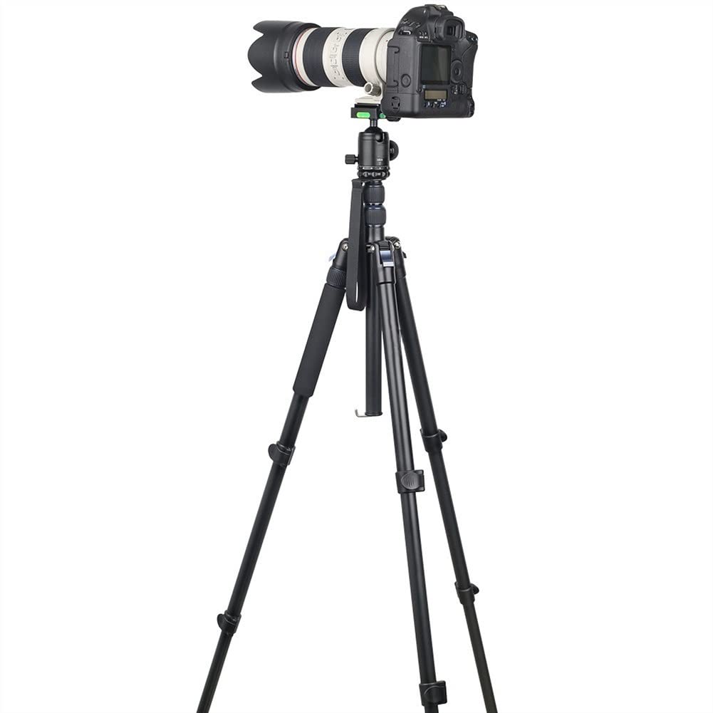 Professional RajoNN 79