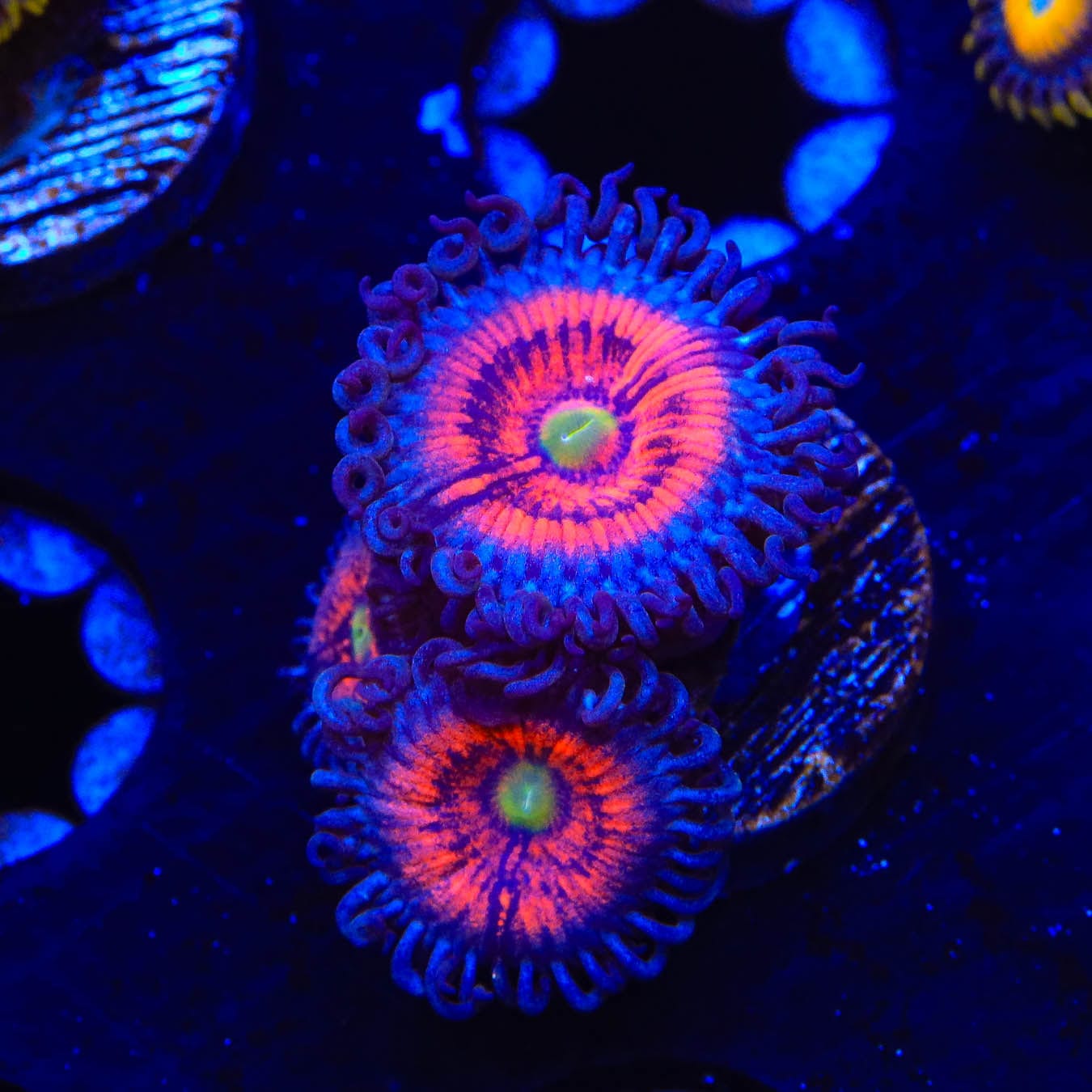 Everlasting Gobstopper Zoanthids Coral - Vibrant Saltwater Aquarium Coral for Reef Tanks & Marine Displays