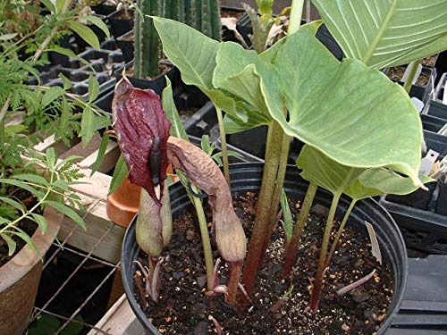 Giant Voodoo Lily Starter Plant (Typhonium giganteum) - 1 Live Exotic Houseplant for Indoor Gardening & Tropical Home Decor