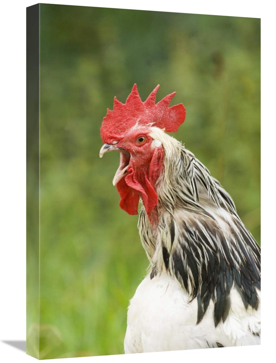 Light Sussex Cockerel Canvas Art Print - 16x24 Inches - Close-Up of Head & Neck, England Rooster Wall Decor - Perfect for Farmhouse, Country Kitchen & Rural Home Decor