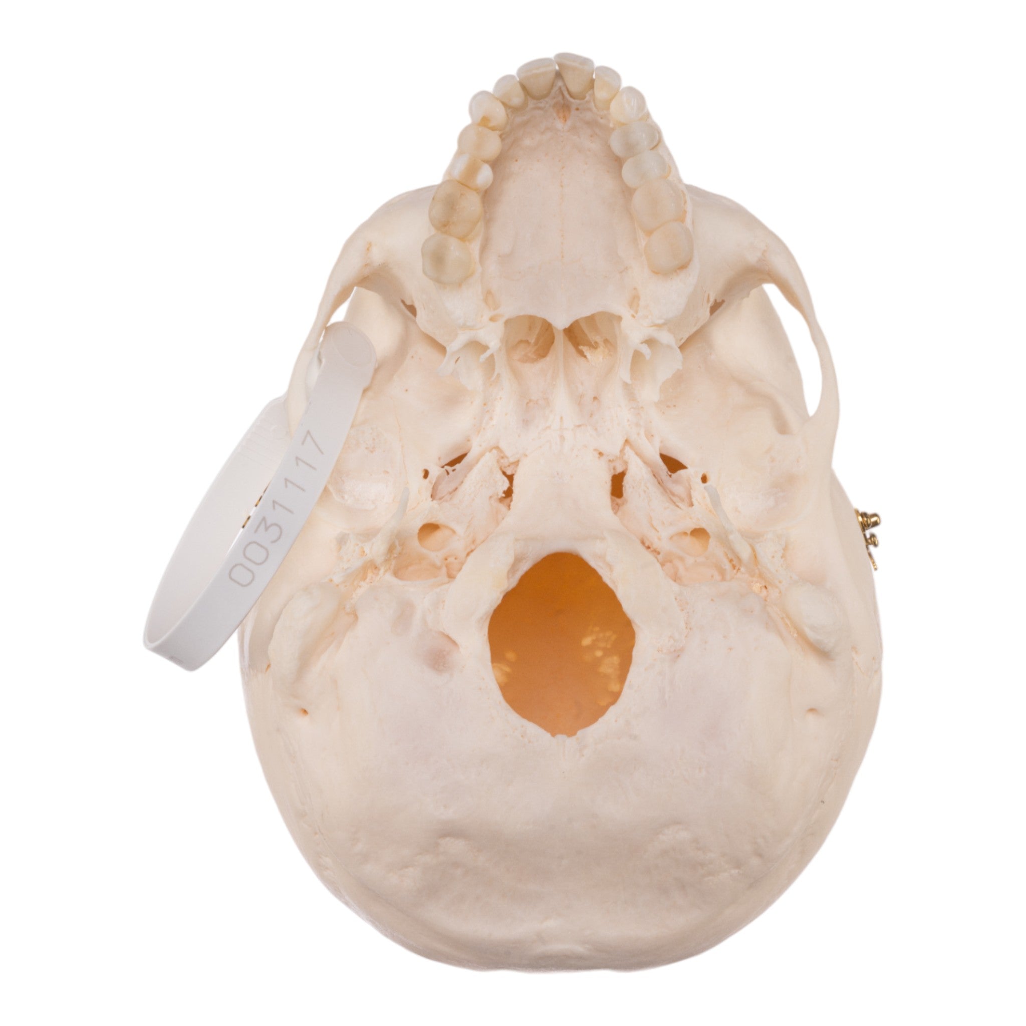 Authentic Human Skull Model for Medical Research & Anatomy Study - Perfect for Medical Training, Classroom Education & Halloween Decor