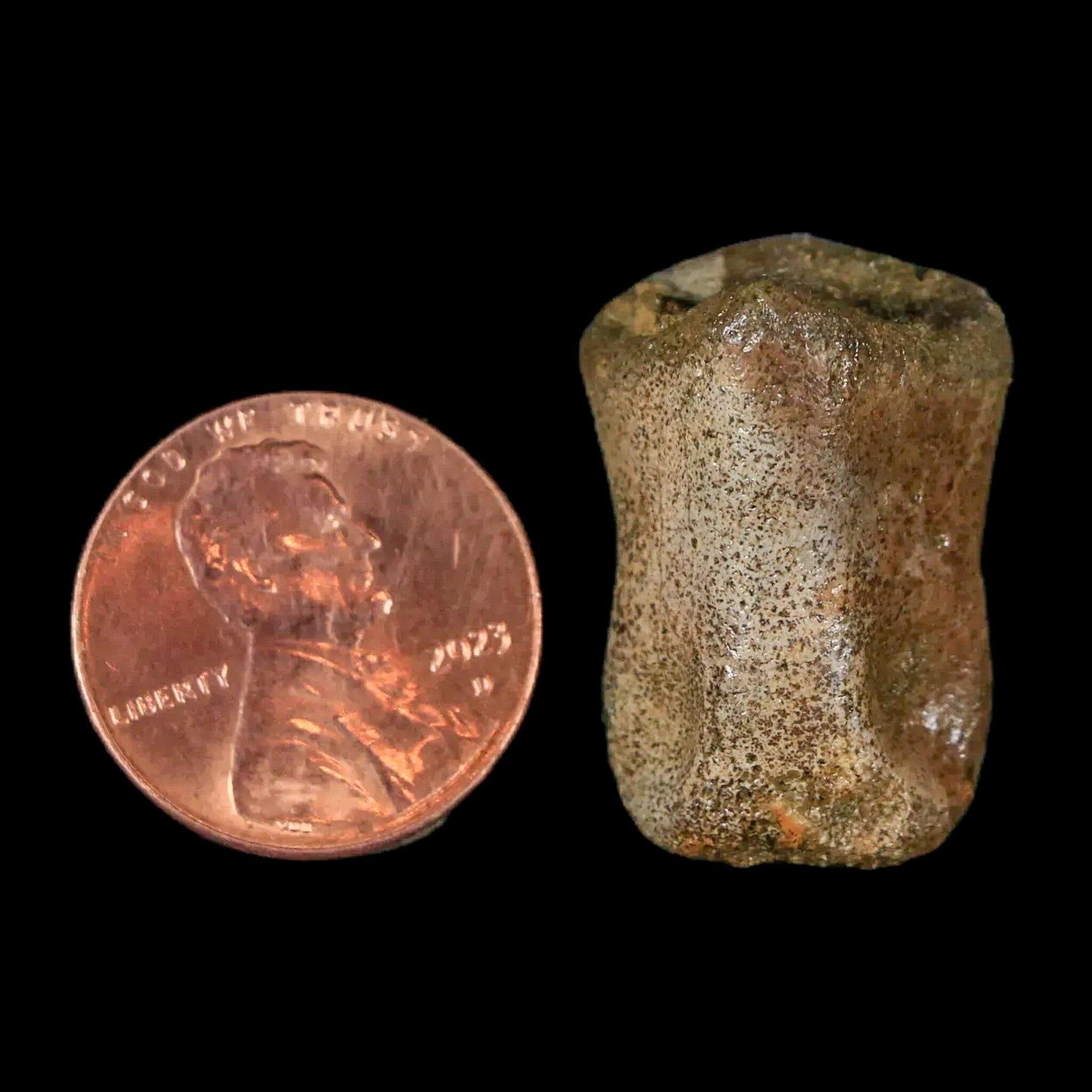 Authentic Thescelosaurus Dinosaur Fossil Toe Bone - Cretaceous Period - Lance Creek Formation, Wyoming - Includes COA - Perfect for Paleontology Enthusiasts & Fossil Collectors