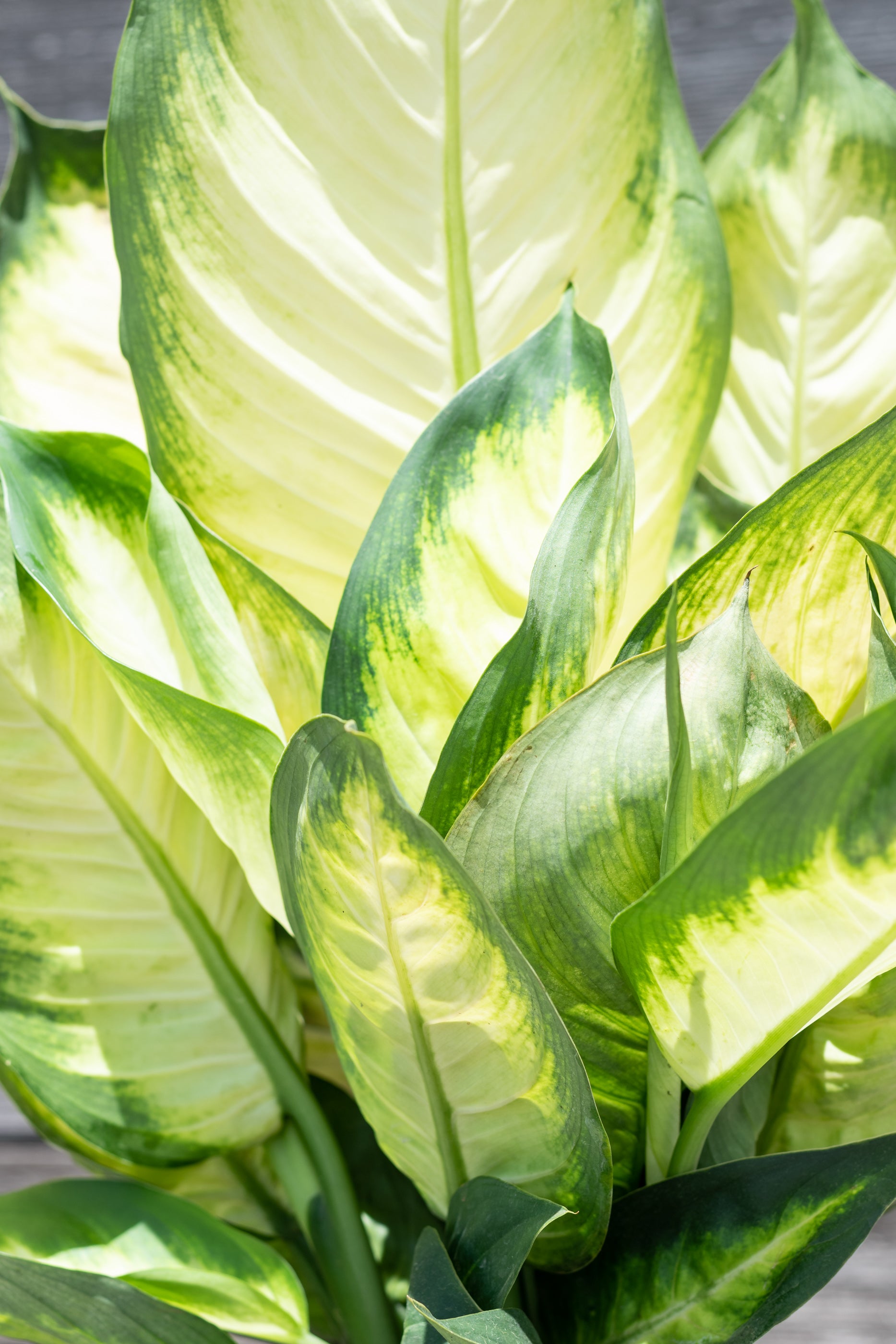 Dieffenbachia 'Tropic Marianne' 8