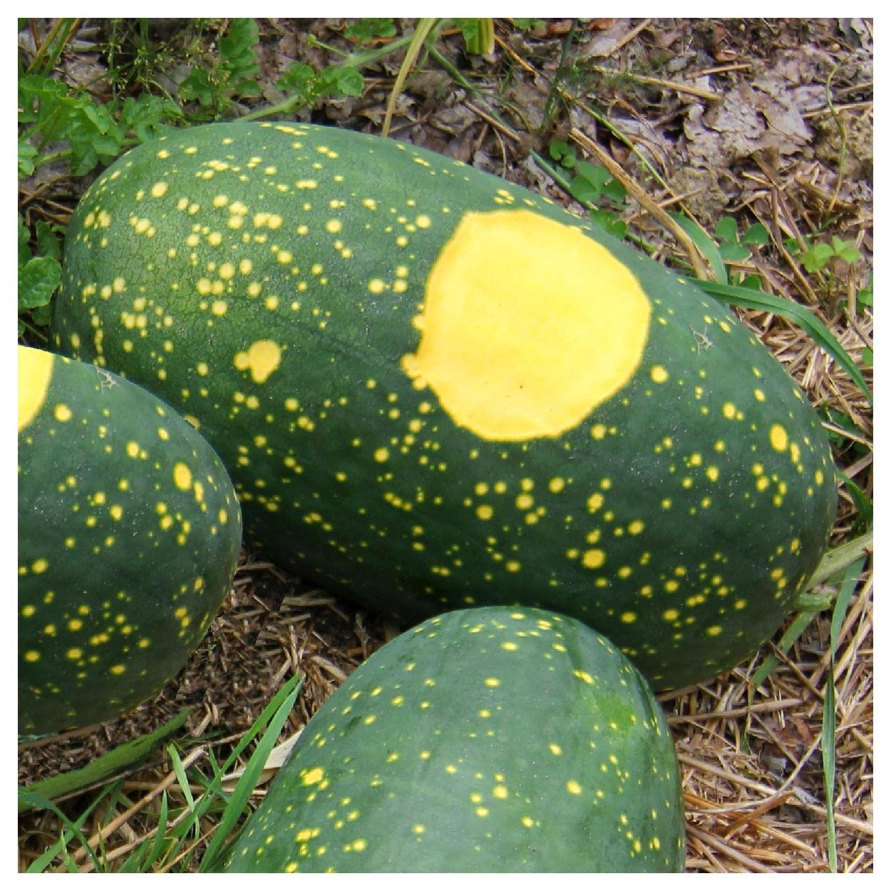 Everwilde Farms - 20 Red Moon & Stars Watermelon Seeds - Non-GMO, Heirloom, Organic - Gold Vault Jumbo Seed Packet for Home Garden, Backyard Planting & Fresh Fruit Harvesting