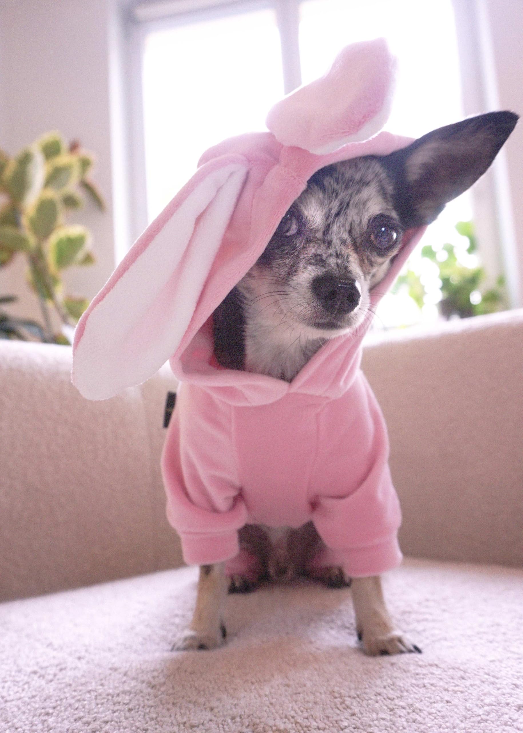 Fitwarm Halloween Bunny Dog Costume - Funny Hooded Pajamas for Small Dogs | Pink & White Pet Apparel (XS) | Perfect for Halloween Parties & Photo Shoots