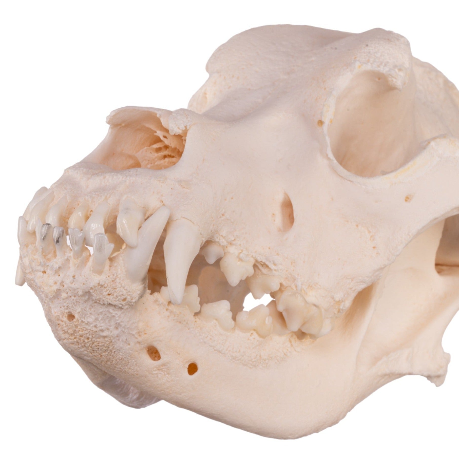 Authentic Domestic Dog Skull Replica - Mastiff Breed - Perfect for Veterinary Studies, Halloween Decor & Taxidermy Collections