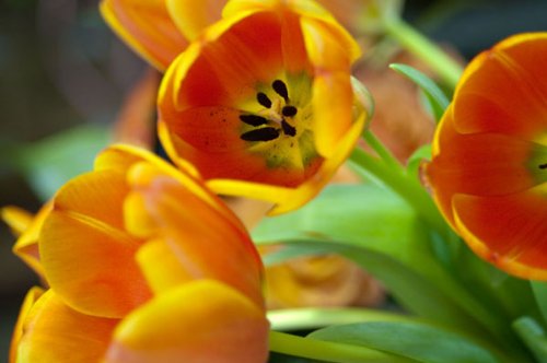Orange Tulips Floral Photograph Print - Set of Two 14x11 Poster Prints for Home & Office Decor | Beautiful Blooming Tulips Wall Art