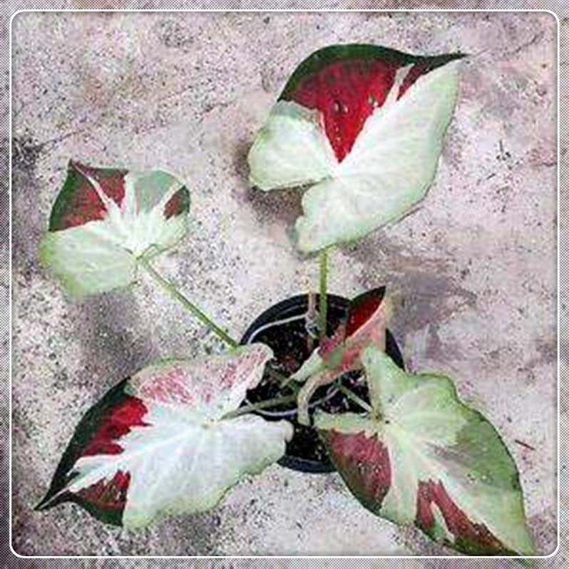 Black Elephant Ear Bulbs - Easy to Grow Perennial Plants for Garden & Pots - Perfect Gift for Plant Lovers (Pack of 2) - Ideal for Tropical Landscaping, Patio Decor & Indoor Houseplants