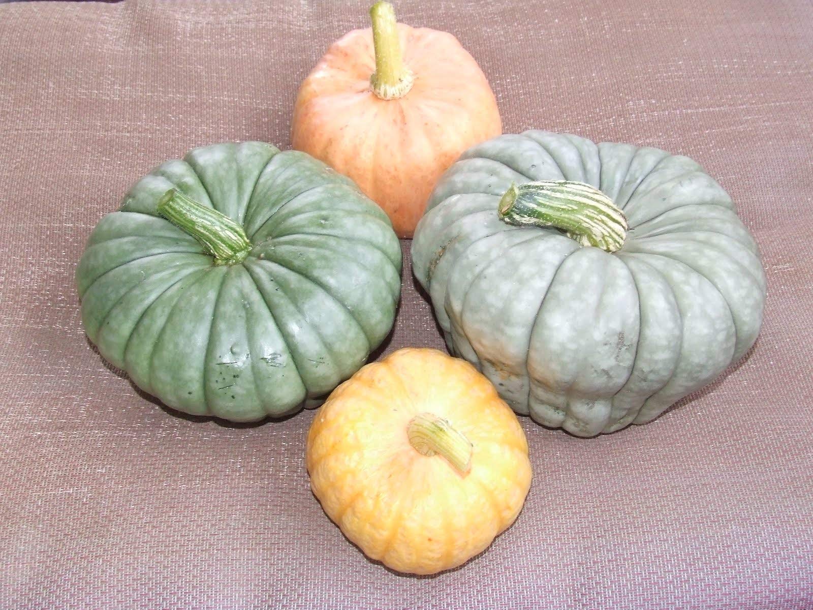 Blue Pumpkin Queensland Giant Seeds - Non-GMO Heirloom Vegetable for Halloween Decor & Rare Ornamental Gardening | Perfect for Fall Harvest, Holiday Displays & Unique Garden Landscapes
