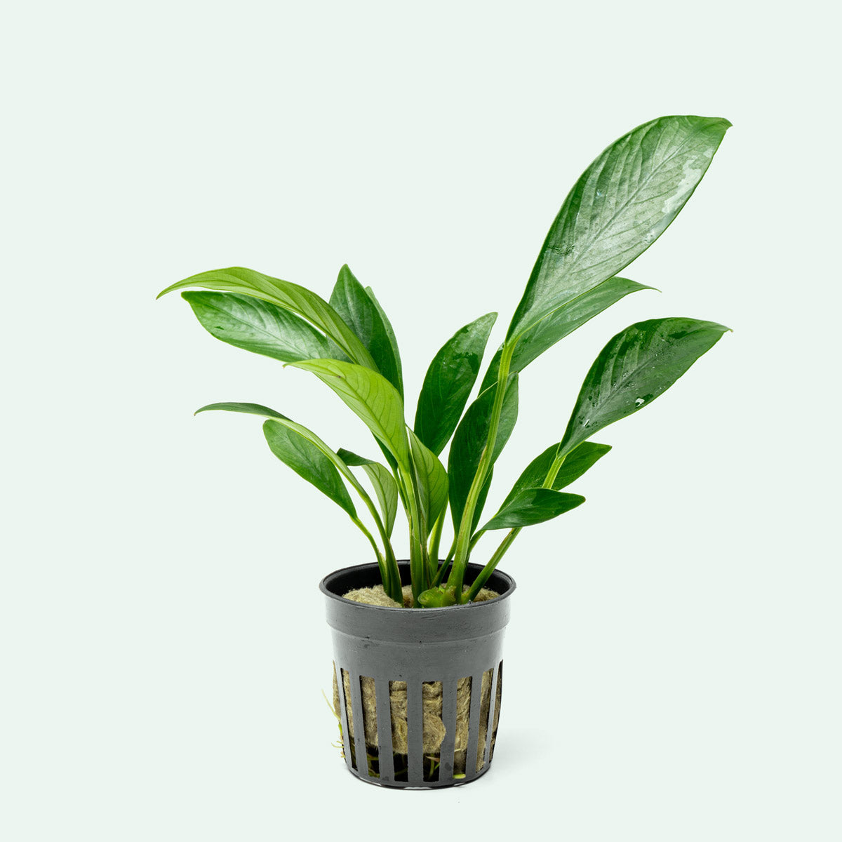Anubias Congensis Live Aquarium Plant - Low Light Freshwater Aquatic Plant for Fish Tanks, Aquascaping & Shrimp Tanks (Perfect for Beginners & Nano Tanks)