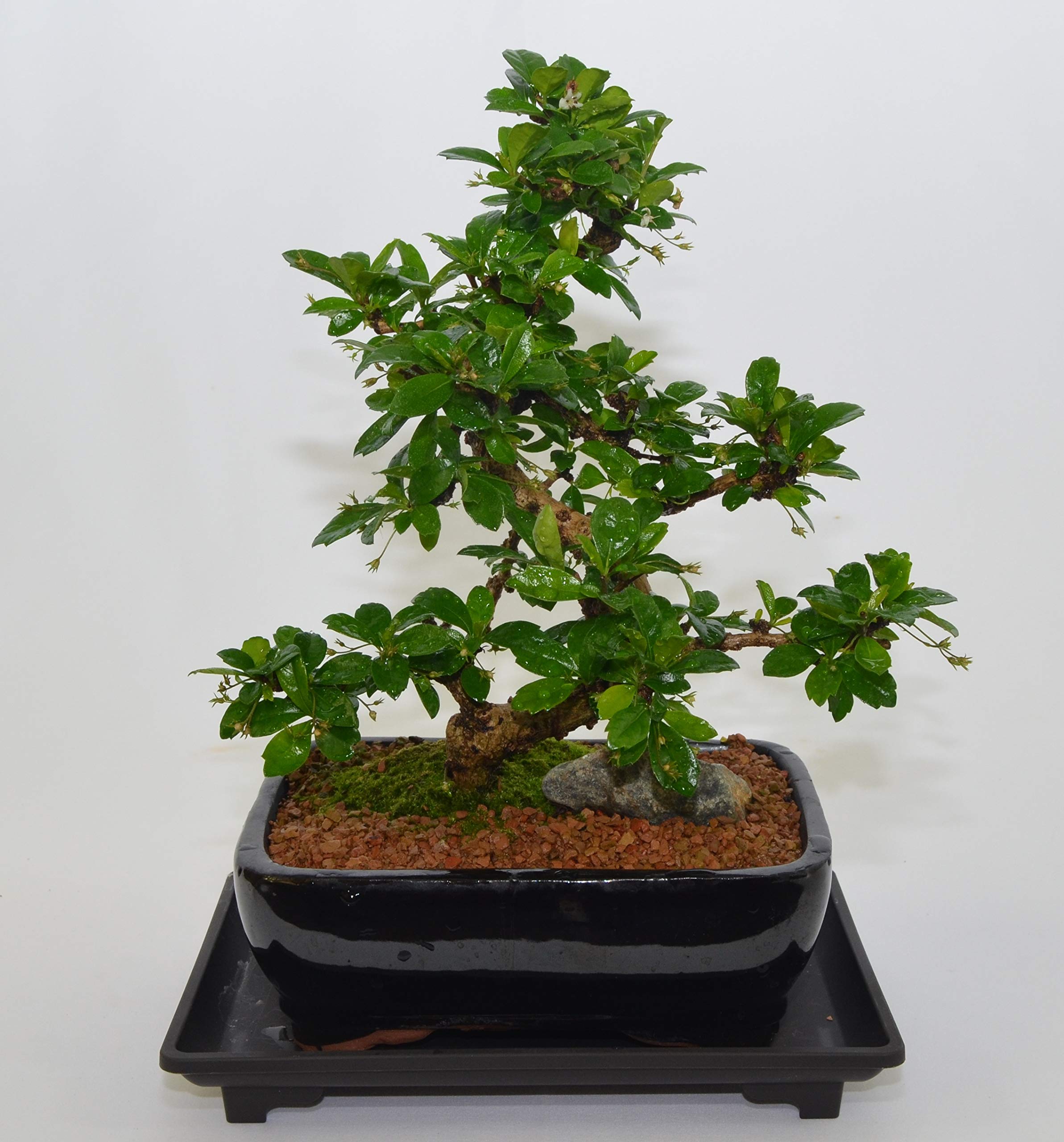 Premium 10-Year-Old Fukien Tea Bonsai Tree with S-Shaped Trunk - Constant Blooming Flowers - Includes Free Watering Tray - Perfect for Home Decor, Office Zen Garden & Meditation Spaces