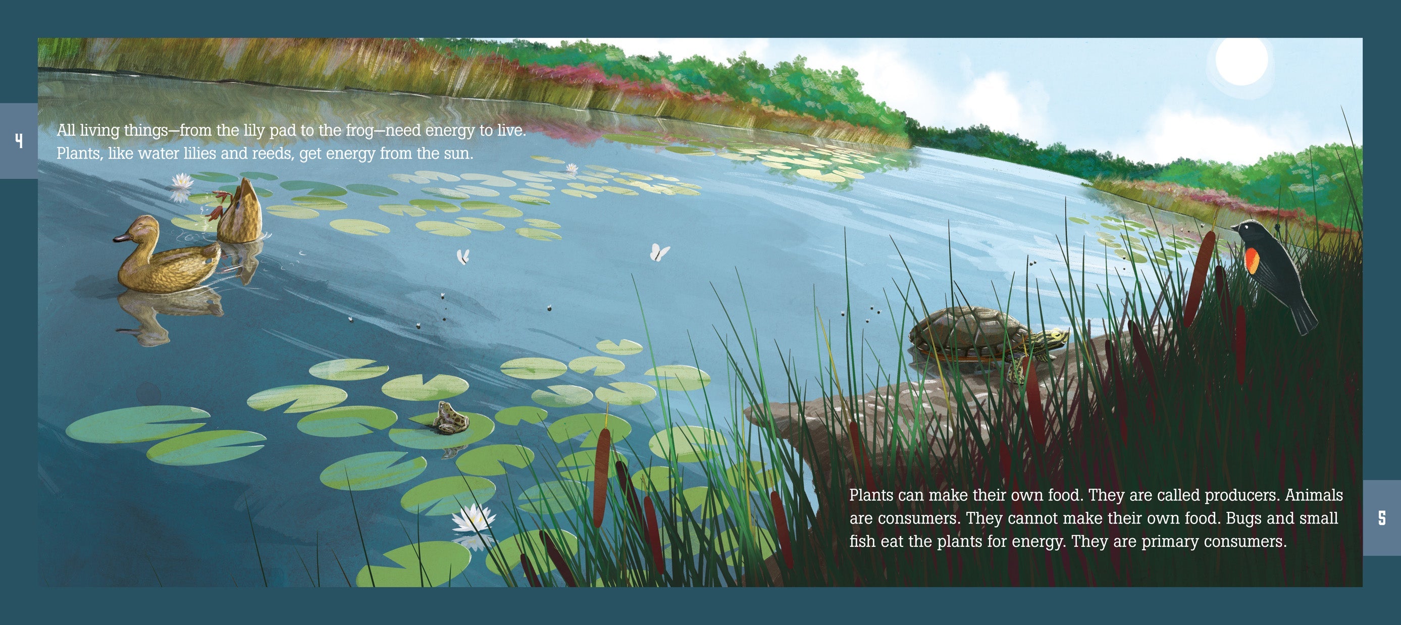 Freshwater Food Web Ecosystem Kit - Educational Aquatic Food Chain Model for Kids & Classrooms - Perfect for Science Projects & Biology Lessons