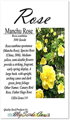 500 Manchurian Rose Seeds - Rosa Xanthina Spontanea - Canary Bird Rose - Father Hugo Rose Flower Seeds for Planting | Big Pack by MySeeds.Co | Perfect for Garden Landscaping, Flower Beds & Home Decor
