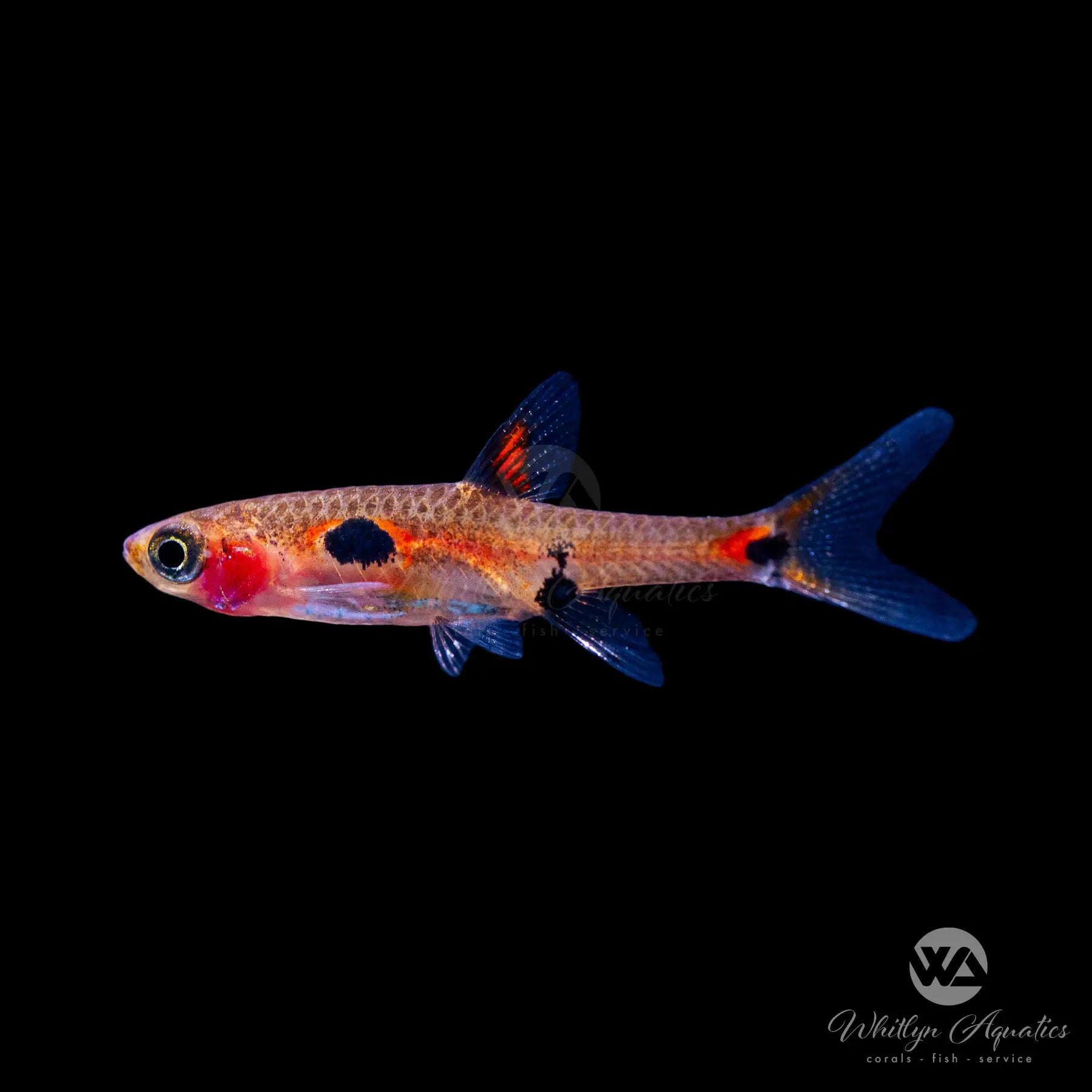 Dwarf Spotted Rasbora (Boraras maculatus) - Live Aquarium Fish for Freshwater Tanks | Perfect for Nano Aquariums & Community Fish Tanks