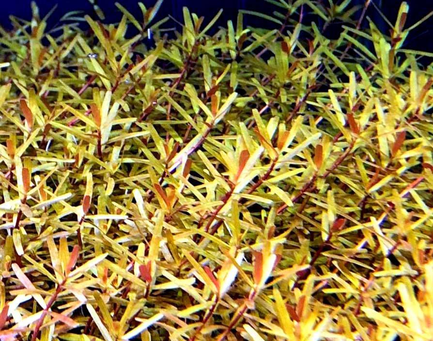 TCulture Rotala Manipurensis Live Aquarium Plant (Potted) - Perfect for Freshwater Fish Tanks, Aquascaping & Aquatic Gardens