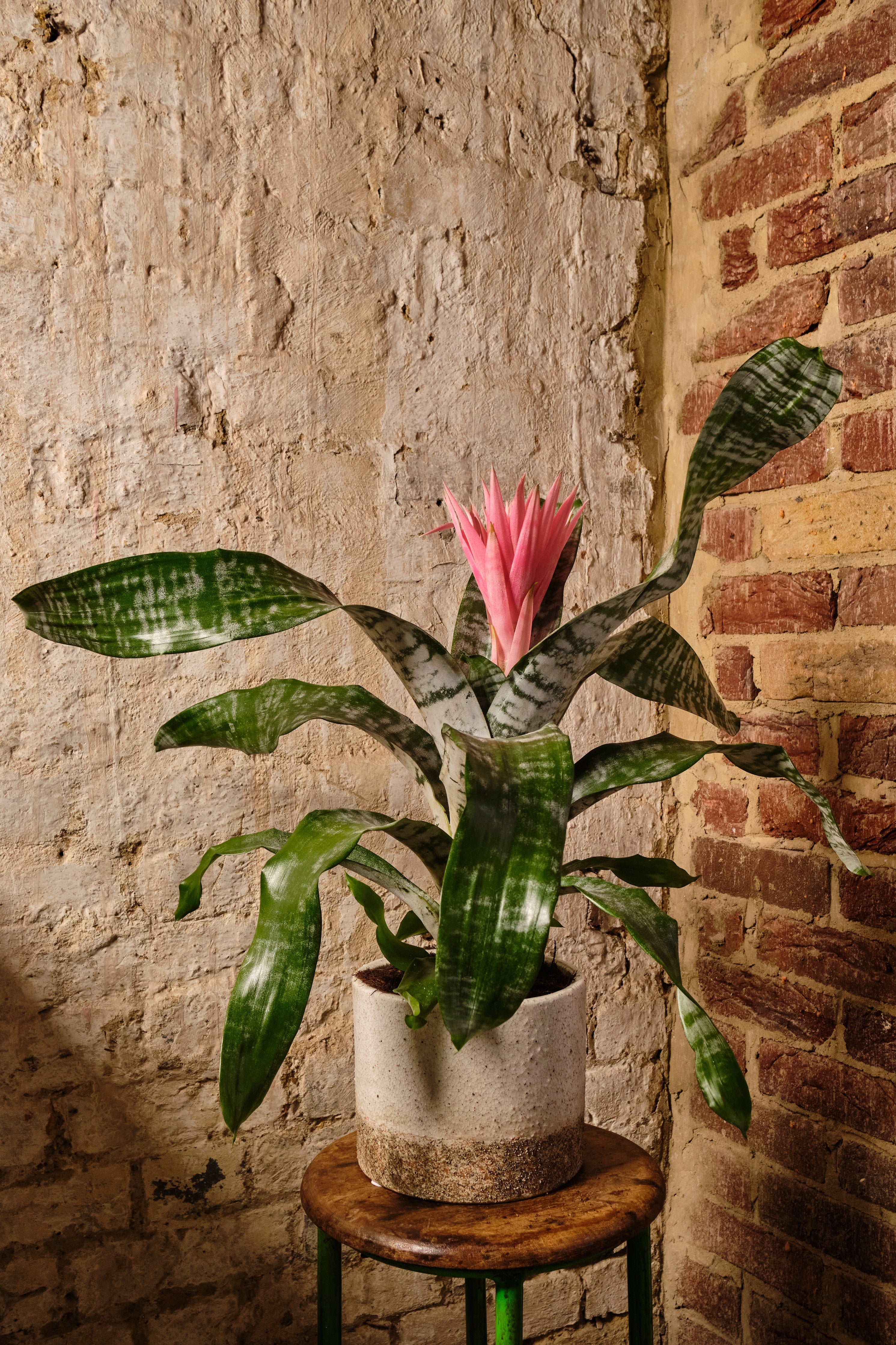 Aechmea Primera Bromeliad Plant - Exotic Indoor Houseplant for Home & Office Decor | Perfect for Living Room, Bedroom, and Gift Giving