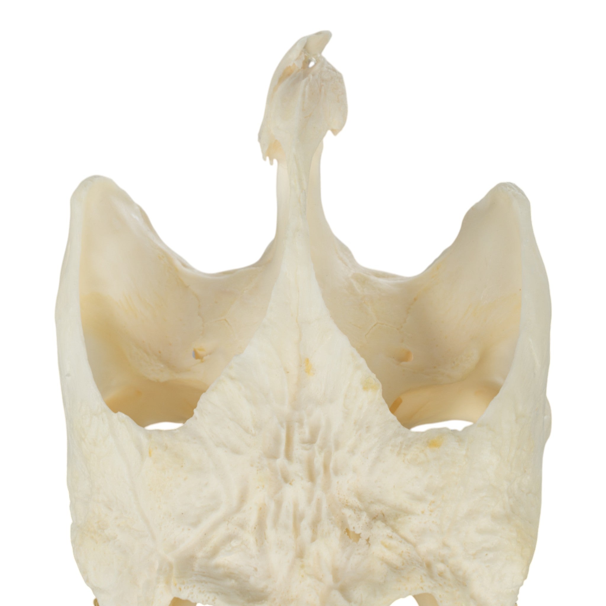 Authentic Large Snapping Turtle Skull with Pathology - Real Animal Skull Specimen for Science Education, Taxidermy & Oddity Collections